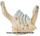 carpteeth2.jpg