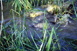 spawningcarp1.jpg