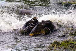 spawningcarp2.jpg