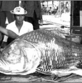crap_record___barb_fish_674ef41.jpg