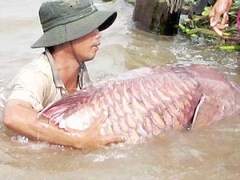 crap-barb-fish.jpg