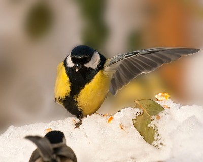 Major-Parus.jpg