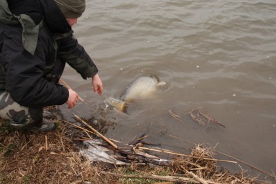 FISH 4.jpg