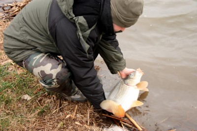 FISH 1.jpg