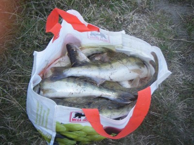 Salau3.jpg