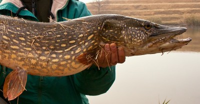 IMG_4335.jpgrr.jpg