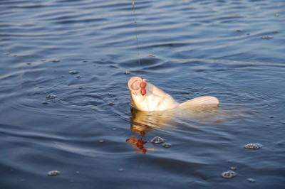 DSC_7973.JPG